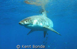 Great White cautiously approaching the baits. by Kent Bonde 